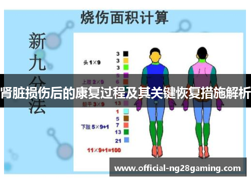 肾脏损伤后的康复过程及其关键恢复措施解析